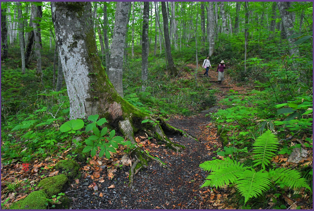 新緑.ブナ小路4