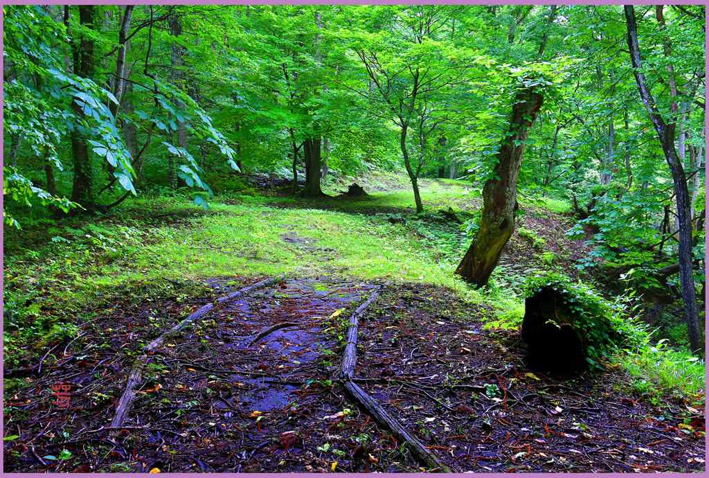 「森の路　Ⅰ」