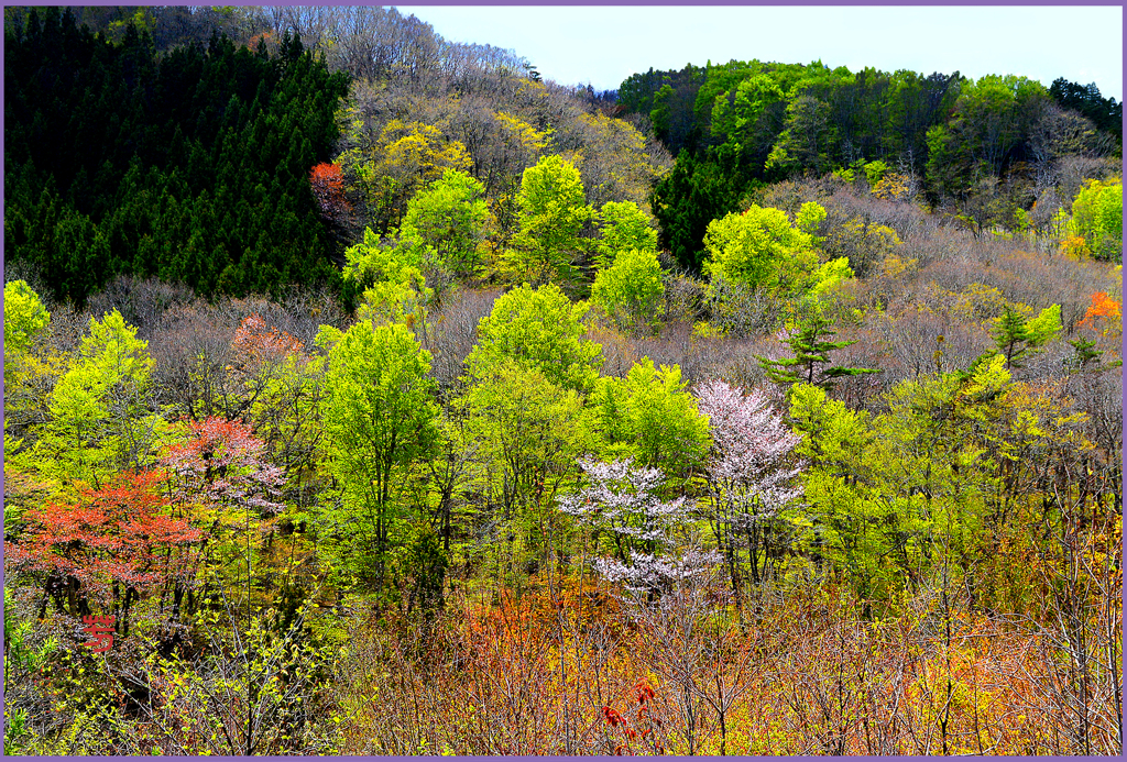 山里の小桜