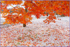 「雪紅葉」