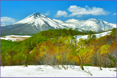 八甲田山「春紅葉」