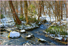 ＠奥入瀬初冬　Ⅲ