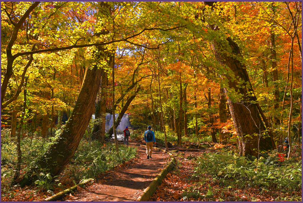 「奥入瀬遊歩道」3