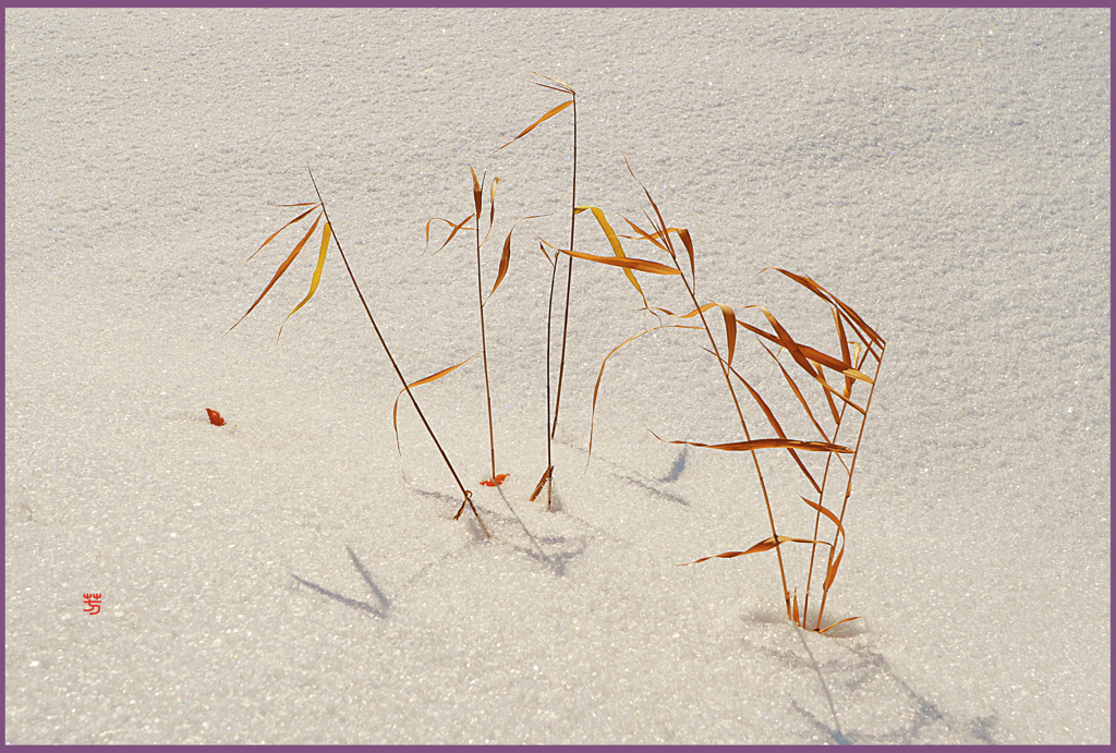 「雪上の千羽鶴」