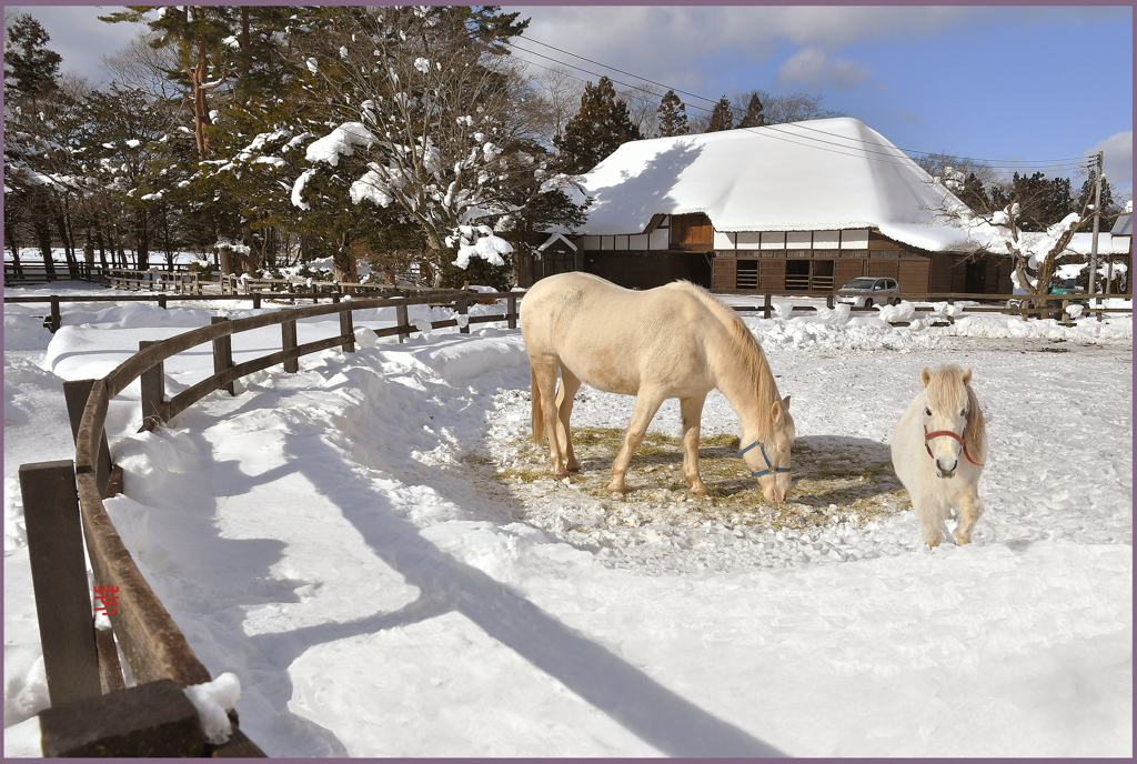 「雪晴れの朝」