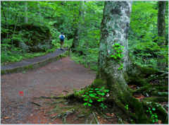 「奥入瀬遊歩道」