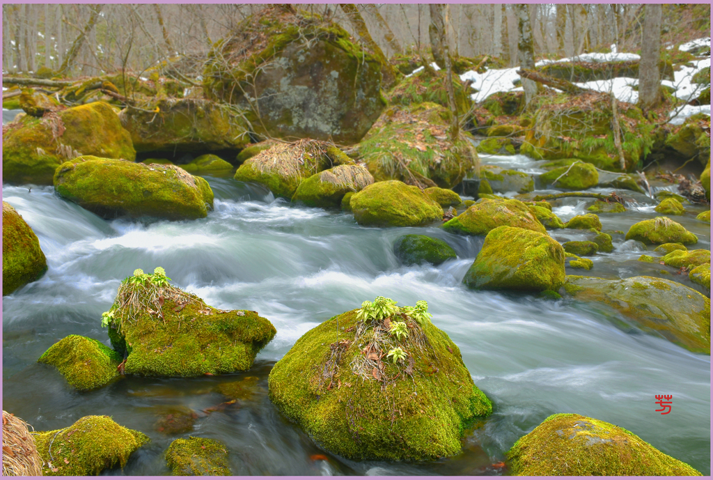 奥入瀬　「春告ぐ」