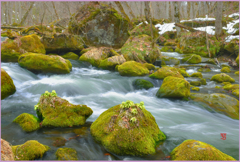 奥入瀬　「春告ぐ」