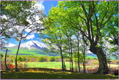 残雪と若葉萌え.八甲田雛岳