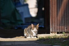 路地裏のネコ
