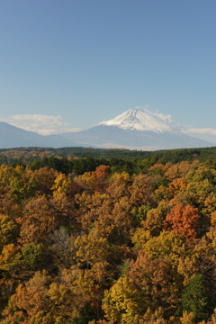 三島スカイウォーク