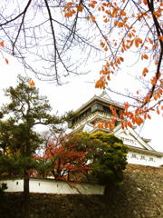 小倉城紅葉７