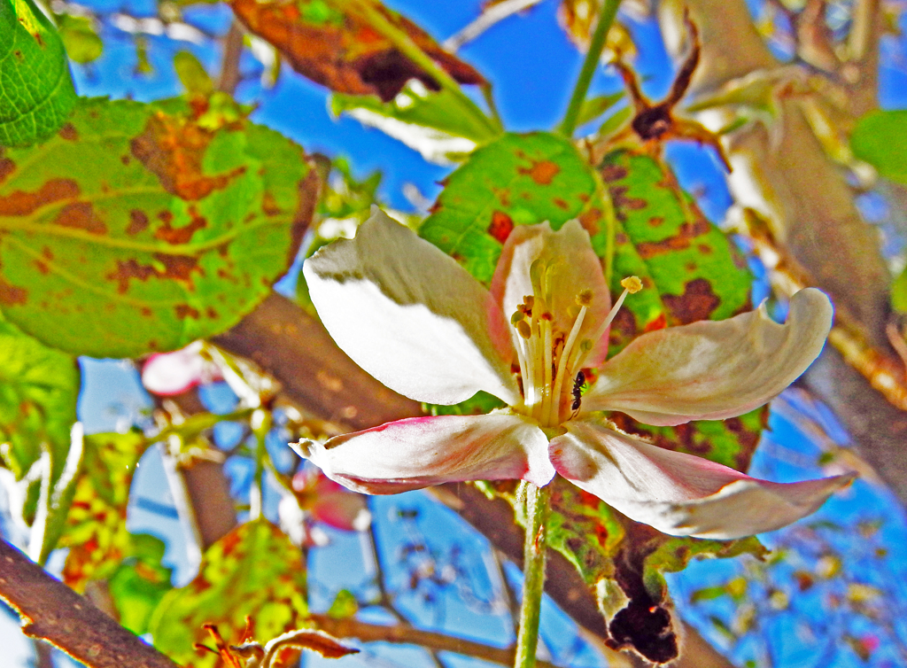 季節外れのリンゴ花