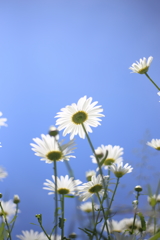 5月の空に向かって