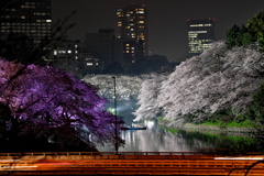 千鳥ヶ淵の夜桜