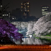 千鳥ヶ淵の夜桜