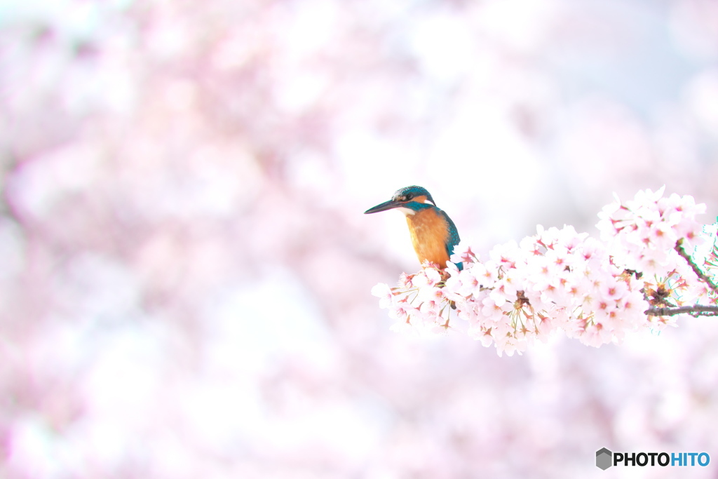 桜カワセミ－２