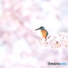 桜カワセミ－２