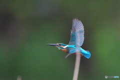 カワセミ　ホバ～機動飛行