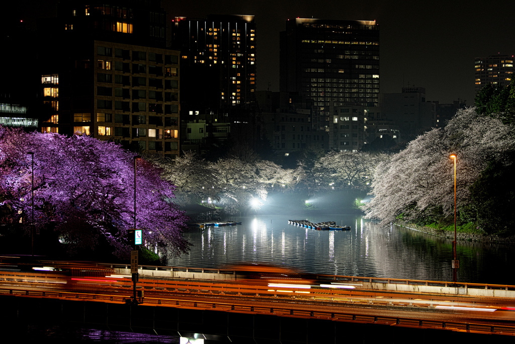 千鳥ヶ淵の夜桜