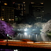 千鳥ヶ淵の夜桜