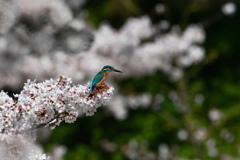 桜とカワセミ　DSC_3728 (1)