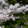 桜とカワセミ　DSC_3728 (1)