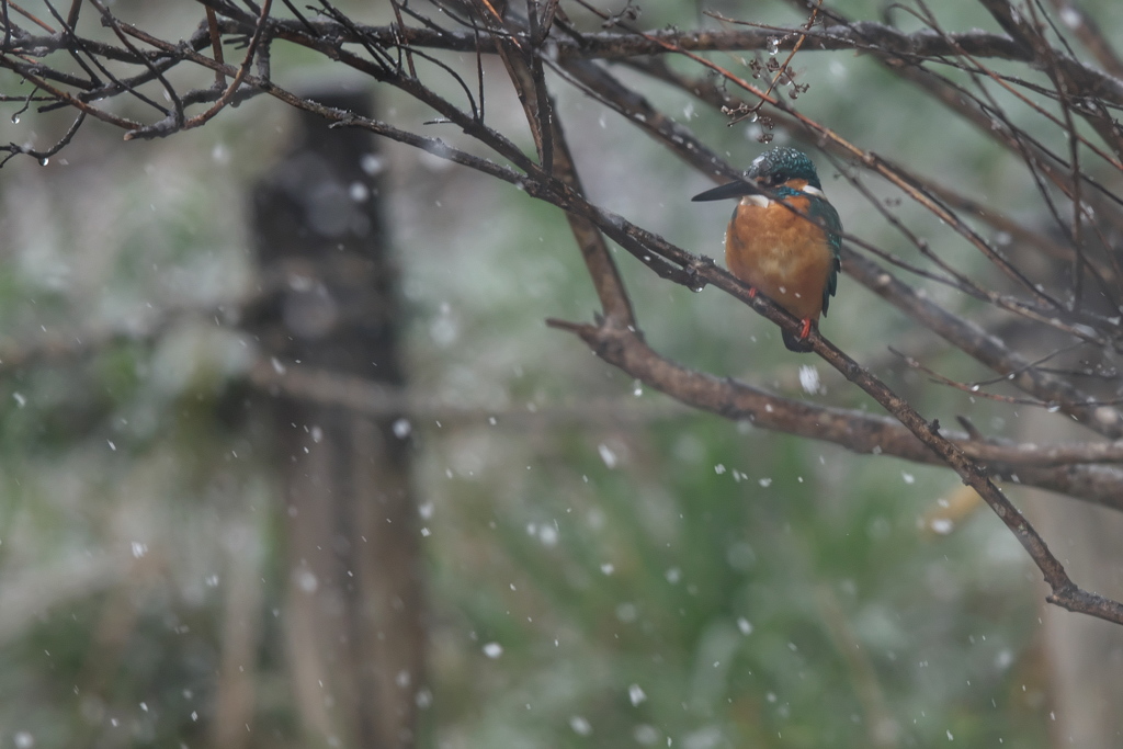 DSC_2108180321_a