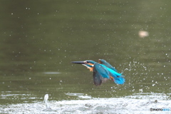 カワセミ　水がらみ