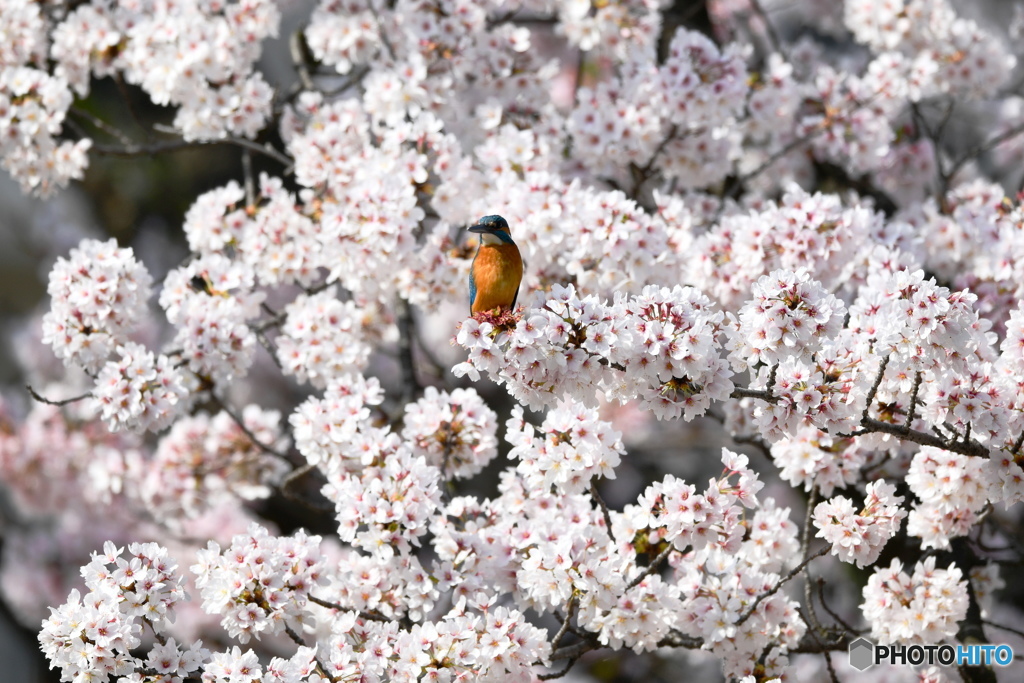 桜とカワセミ　DSC_3960 (1)