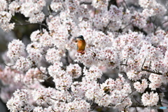 桜とカワセミ　DSC_3960 (1)