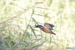 初冬のカワセミ