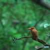 アカショウビン　初撮影