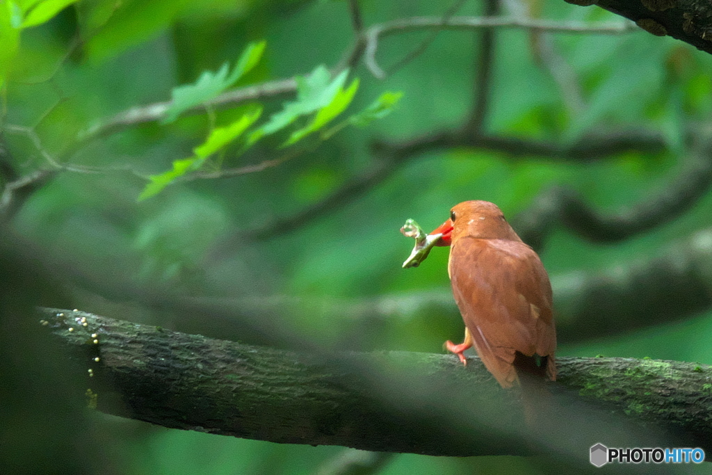 アカショウビン　初撮影８