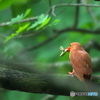 アカショウビン　初撮影８