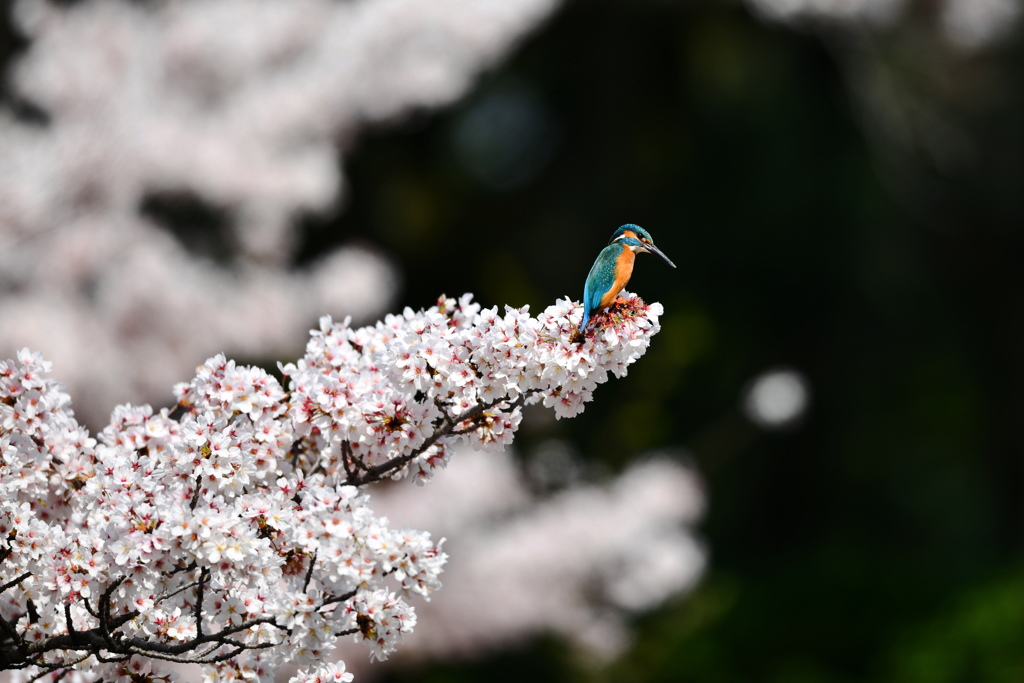 桜とカワセミ　　DSC_3850 (1)