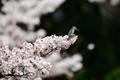 桜とカワセミ　　DSC_3850 (1)