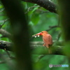 アカショウビン　初撮影７