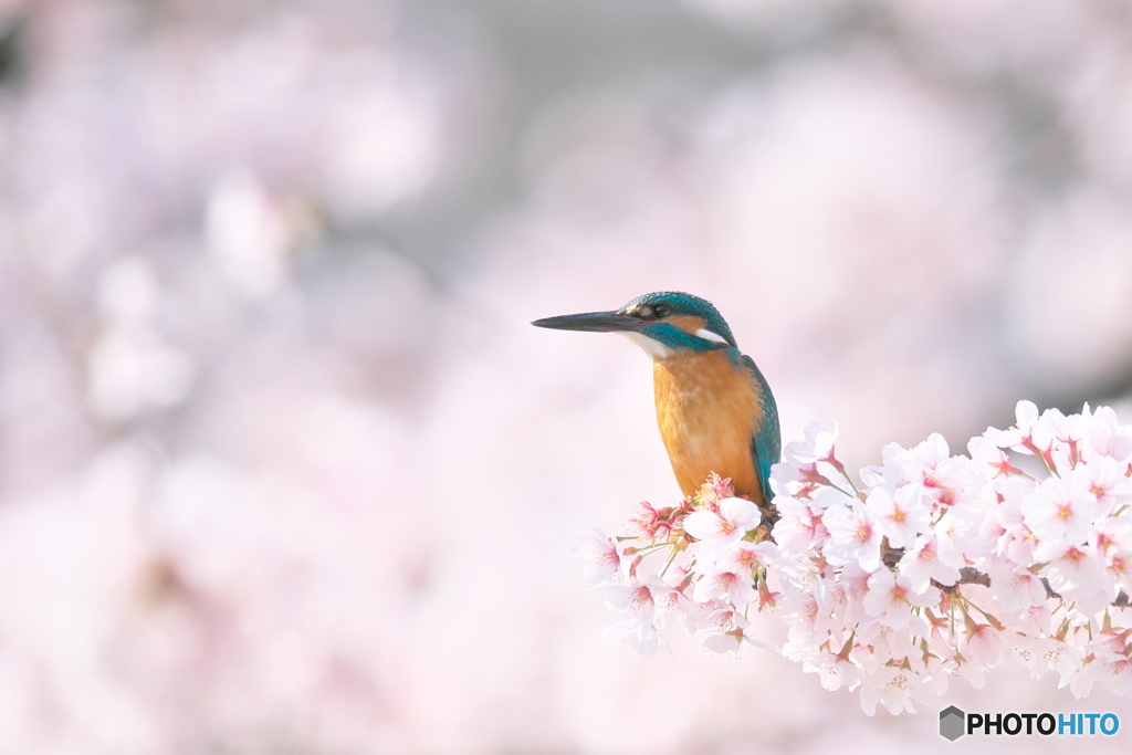 桜カワセミ－１
