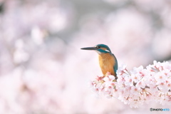 桜カワセミ－１