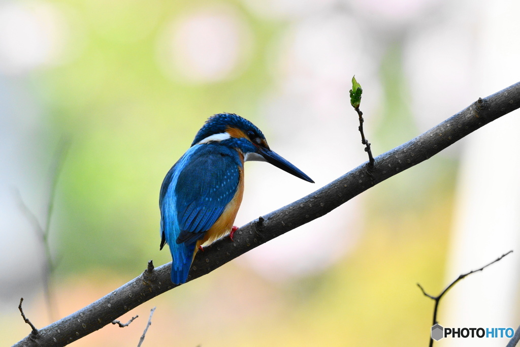 カワセミ　DSC_3495 (1)