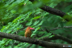 アカショウビン　初撮影９