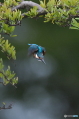 カワセミ　飛び出し