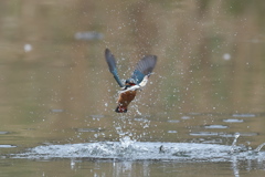 DSC_6492180319