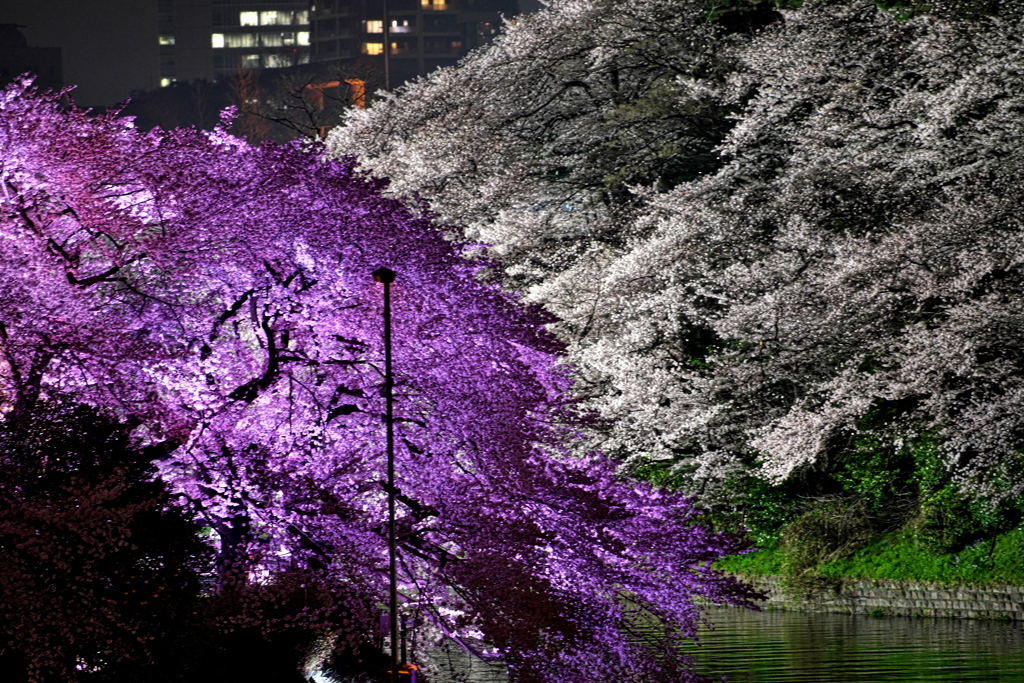千鳥ヶ淵の夜桜