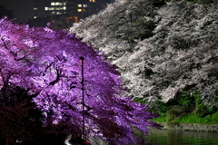 千鳥ヶ淵の夜桜