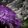 千鳥ヶ淵の夜桜