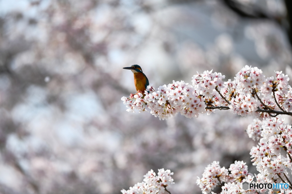 桜とカワセミ　DSC_4006 (1)