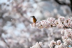 桜とカワセミ　DSC_4006 (1)