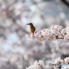 桜とカワセミ　DSC_4006 (1)